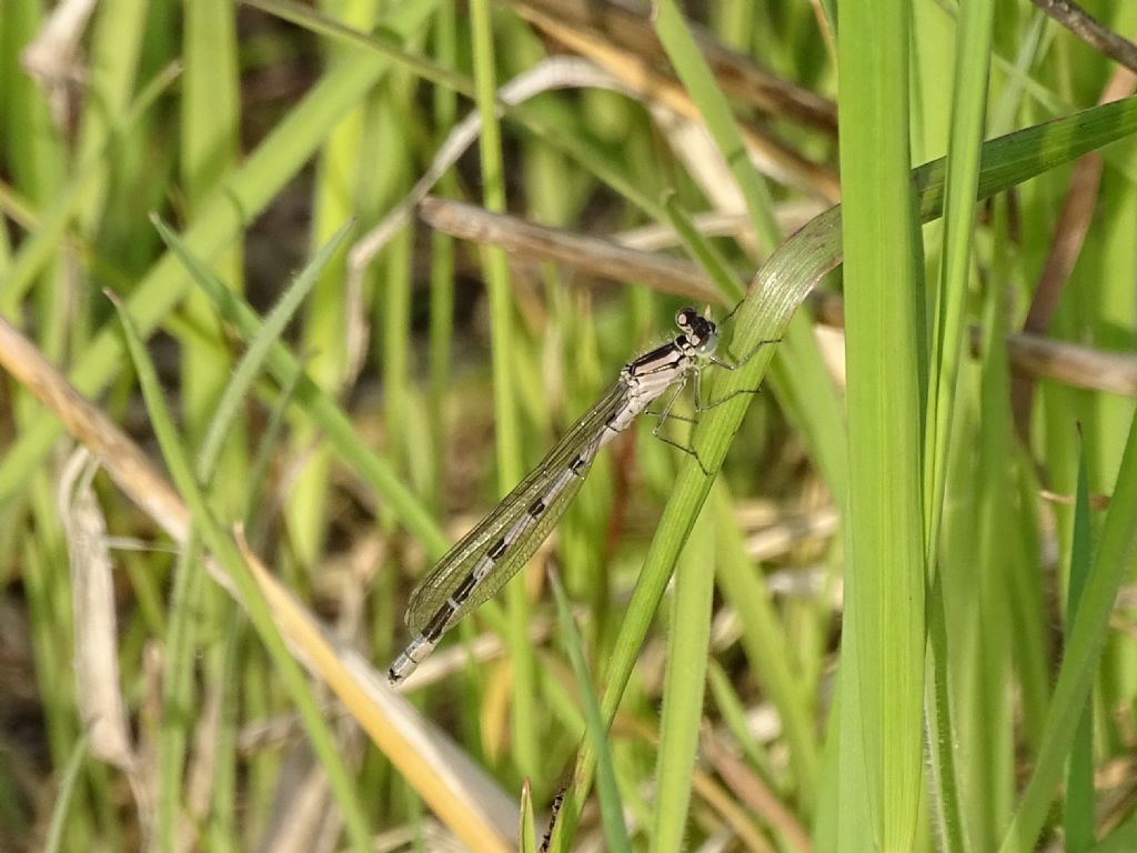 Enallagma cyathigerum  m & f